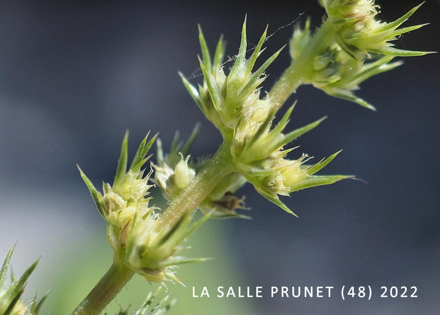 Pigweed, Green flower